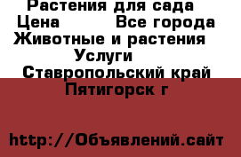 Растения для сада › Цена ­ 200 - Все города Животные и растения » Услуги   . Ставропольский край,Пятигорск г.